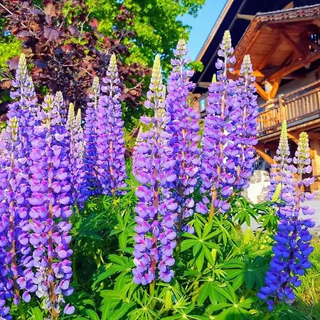 Guest house Chalet La Source Saint-Nicolas-la-Chapelle (Savoie)